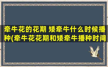 牵牛花的花期 矮牵牛什么时候播种(牵牛花花期和矮牵牛播种时间，全面了解这些美丽花卉的生长周期！)